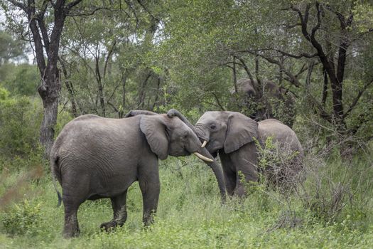 Two African bush elephants fighting in Kruger National park, South Africa ; Specie Loxodonta africana family of Elephantidae