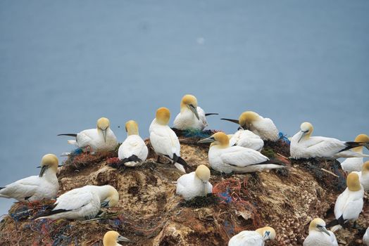 colony of northern garnet on the red Rock - Heligoland island