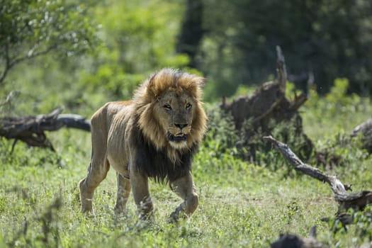 African lion male walking in front view in Kruger National park, South Africa ; Specie Panthera leo family of Felidae