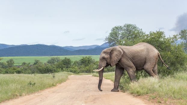 African bush elephant crossing safari gravel road in Kruger National park, South Africa ; Specie Loxodonta africana family of Elephantidae