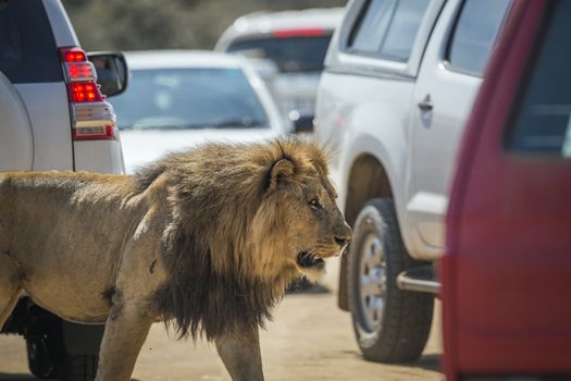 African lion walking in middle of cars in Kruger National park, South Africa ; Specie Panthera leo family of Felidae