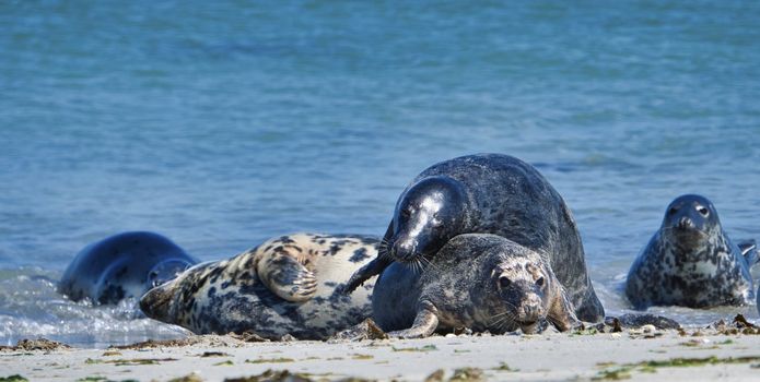 Wijd Grey seal on the north beach of Heligoland - island Dune i- Northsea - Germany