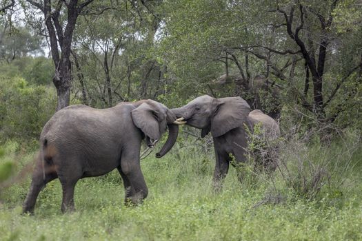 Two African bush elephants fighting in Kruger National park, South Africa ; Specie Loxodonta africana family of Elephantidae