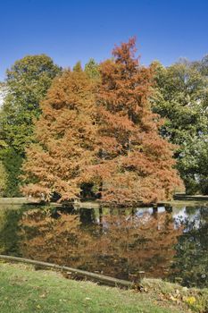 a brown golden tree in the indian summer with blue sky