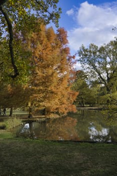 a brown golden tree in the indian summer with blue sky