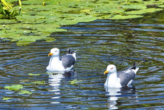 Group ofeuropean herring gull on heligoland - island Dune - cleaning feather in sweet water pond - Larus argentatus