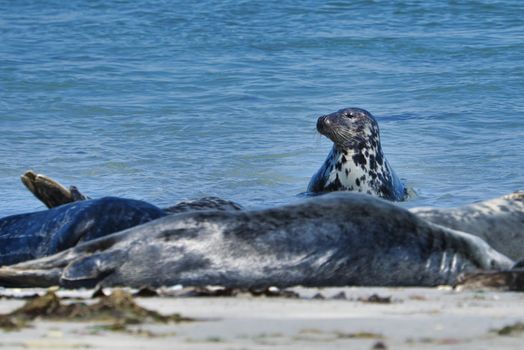 Wijd Grey seal on the north beach of Heligoland - island Dune i- Northsea - Germany