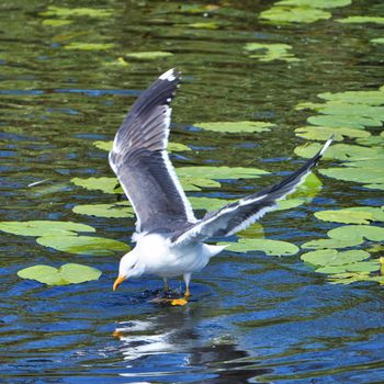 Group ofeuropean herring gull on heligoland - island Dune - cleaning feather in sweet water pond - Larus argentatus