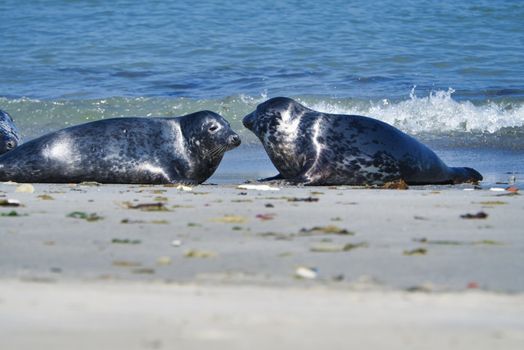 Wijd Grey seal on the north beach of Heligoland - island Dune i- Northsea - Germany