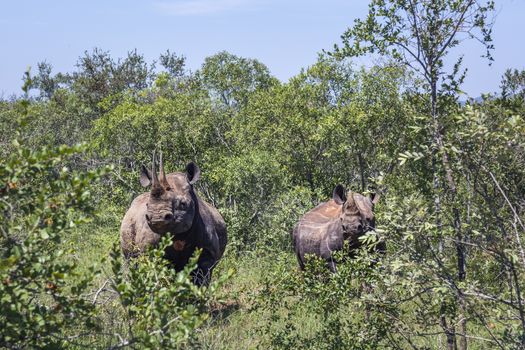 Two Black rhinoceros in green bush in Kruger National park, South Africa ; Specie Diceros bicornis family of Rhinocerotidae