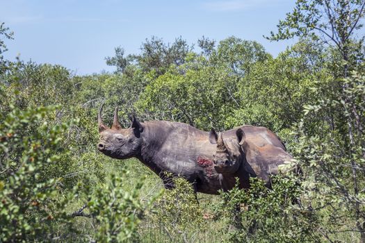 Two Black rhinoceros in green bush in Kruger National park, South Africa ; Specie Diceros bicornis family of Rhinocerotidae