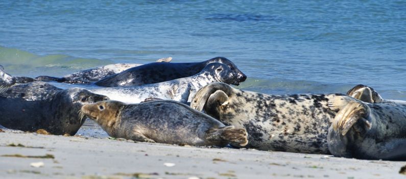 Wijd Grey seal on the north beach of Heligoland - island Dune i- Northsea - Germany