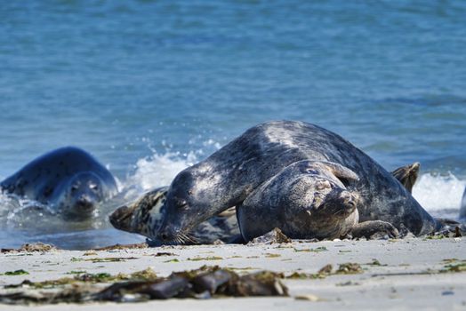 Wijd Grey seal on the north beach of Heligoland - island Dune i- Northsea - Germany