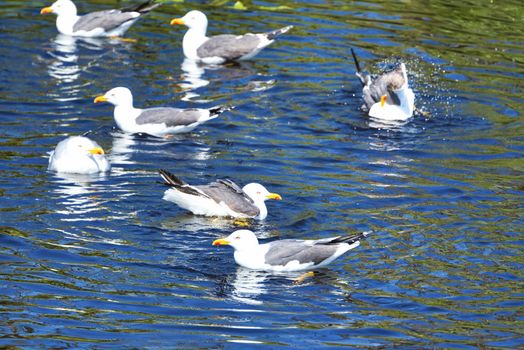 Group ofeuropean herring gull on heligoland - island Dune - cleaning feather in sweet water pond - Larus argentatus