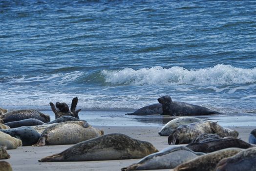 Wijd Grey seal on the north beach of Heligoland - island Dune i- Northsea - Germany