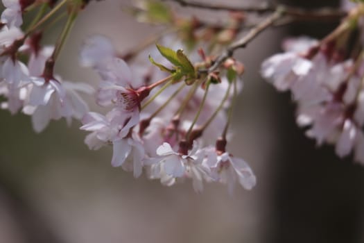 Close-up image of the beautiful soft pink Blossom flowers of 'Prunus Kanzan' a Japanese flowering cherry tree