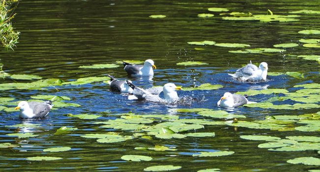 Group ofeuropean herring gull on heligoland - island Dune - cleaning feather in sweet water pond - Larus argentatus