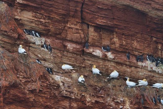 common murre colony - common guillemot on the red Rock in the northsea - Heligoland - Germany -Uria aalge