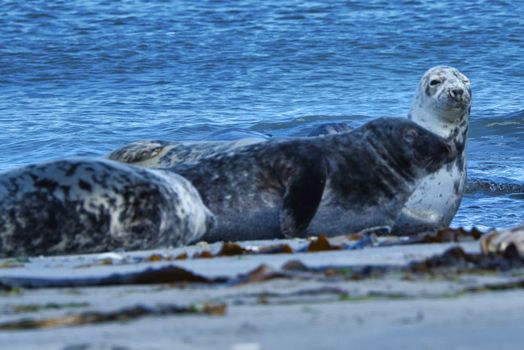 Wijd Grey seal on the north beach of Heligoland - island Dune i- Northsea - Germany