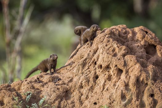 Common dwarf mongoose in Kruger National park, South Africa ; Specie Helogale parvula family of Herpestidae