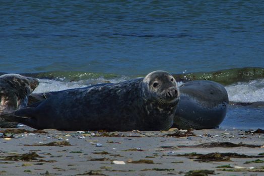 Wijd Grey seal on the north beach of Heligoland - island Dune i- Northsea - Germany