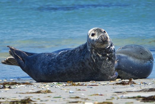 Wijd Grey seal on the north beach of Heligoland - island Dune i- Northsea - Germany