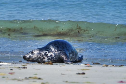 Wijd Grey seal on the north beach of Heligoland - island Dune i- Northsea - Germany