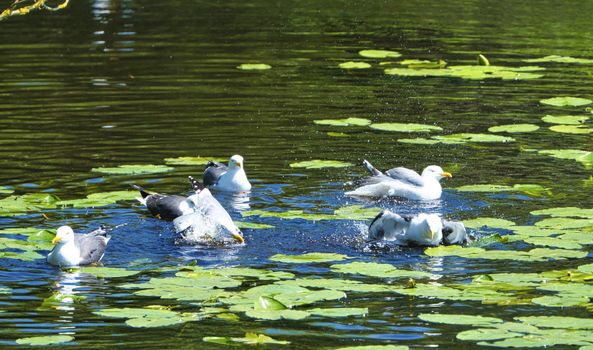 Group ofeuropean herring gull on heligoland - island Dune - cleaning feather in sweet water pond - Larus argentatus