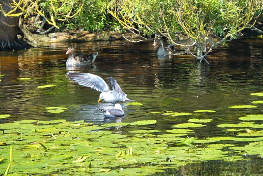 Group ofeuropean herring gull on heligoland - island Dune - cleaning feather in sweet water pond - Larus argentatus