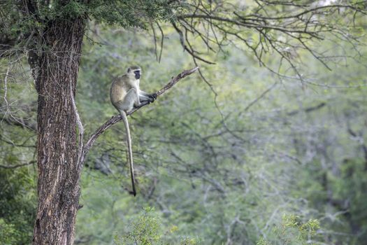 Vervet monkey sitting on a branch in Kruger National park, South Africa ; Specie Chlorocebus pygerythrus family of Cercopithecidae