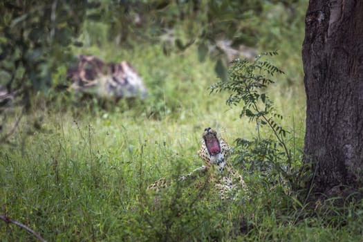 Leopard lyiing down and yawning in Kruger National park, South Africa ; Specie Panthera pardus family of Felidae