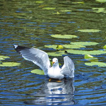 Group ofeuropean herring gull on heligoland - island Dune - cleaning feather in sweet water pond - Larus argentatus