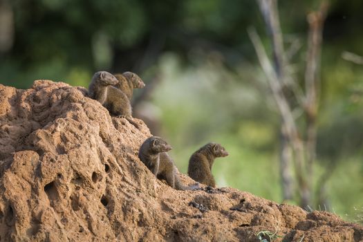 Common dwarf mongoose in Kruger National park, South Africa ; Specie Helogale parvula family of Herpestidae