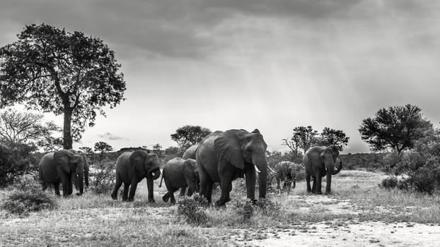 African bush elephant herd walking in front vienw in Kruger National park, South Africa ; Specie Loxodonta africana family of Elephantidae