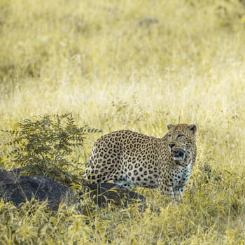Leopard big male in savannah in Kruger National park, South Africa ; Specie Panthera pardus family of Felidae