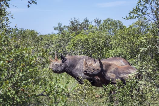 Two Black rhinoceros in green bush in Kruger National park, South Africa ; Specie Diceros bicornis family of Rhinocerotidae