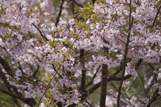 Close-up image of the beautiful soft pink Blossom flowers of 'Prunus Kanzan' a Japanese flowering cherry tree