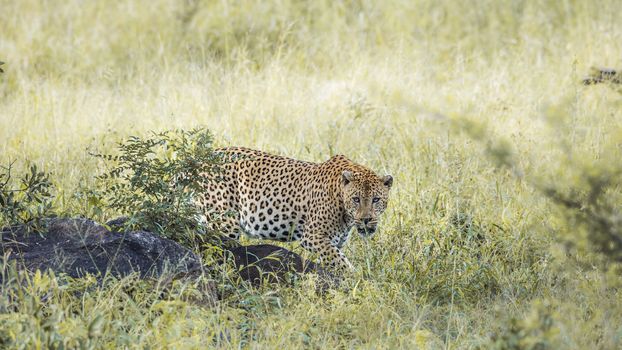 Leopard walking in green savannah in Kruger National park, South Africa ; Specie Panthera pardus family of Felidae