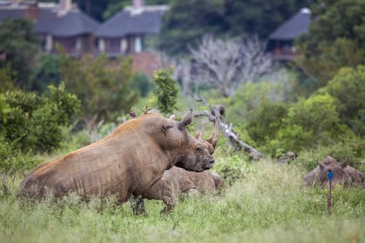 Three Southern white rhinoceros lyng down close to houses in Kruger National park, South Africa ; Specie Ceratotherium simum simum family of Rhinocerotidae