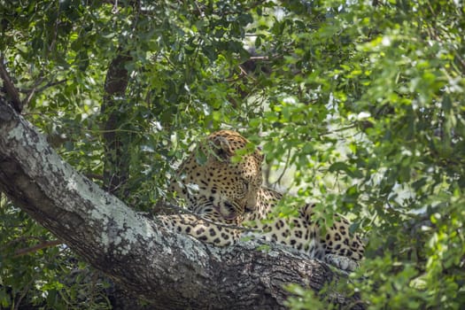 Leopard lying down and licking in a tree in Kruger National park, South Africa ; Specie Panthera pardus family of Felidae