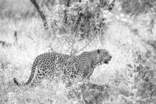 Leopard big male in savannah in Kruger National park, South Africa ; Specie Panthera pardus family of Felidae