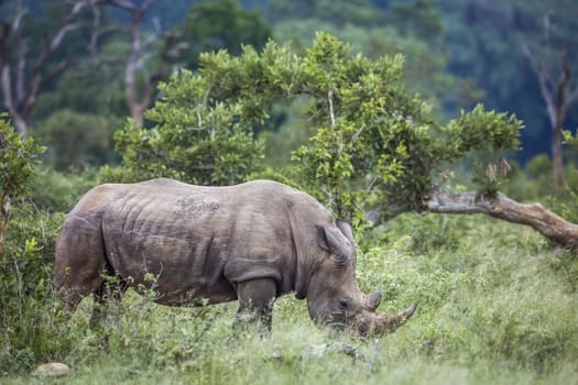 Southern white rhinoceros grazing in green savannah n Kruger National park, South Africa ; Specie Ceratotherium simum simum family of Rhinocerotidae