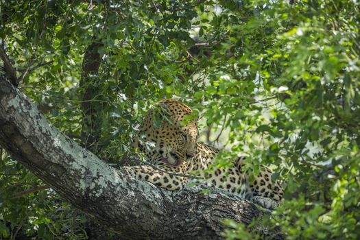 Leopard lying down and licking in a tree in Kruger National park, South Africa ; Specie Panthera pardus family of Felidae