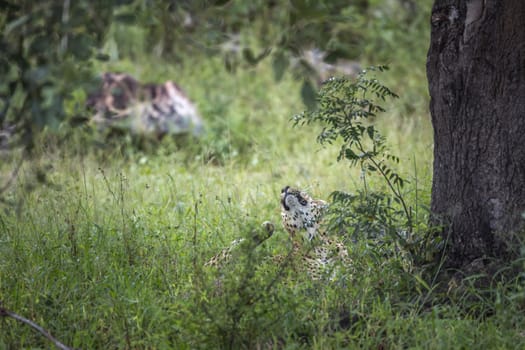 Leopard lyiing down and scratching in Kruger National park, South Africa ; Specie Panthera pardus family of Felidae