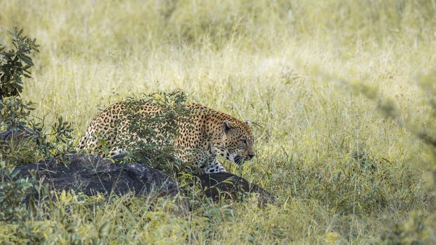 Leopard walking in green savannah in Kruger National park, South Africa ; Specie Panthera pardus family of Felidae