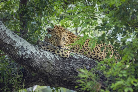 Leopard lying down in a tree in Kruger National park, South Africa ; Specie Panthera pardus family of Felidae