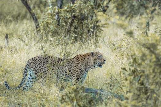 Leopard big male in savannah in Kruger National park, South Africa ; Specie Panthera pardus family of Felidae