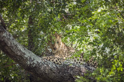 Leopard lying down in a tree in Kruger National park, South Africa ; Specie Panthera pardus family of Felidae