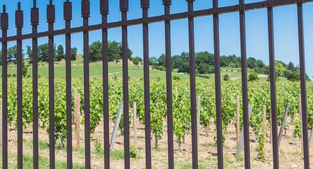 vines intended to make wines protecting great wines behind metal barriers in the area of Saint Emilion, France