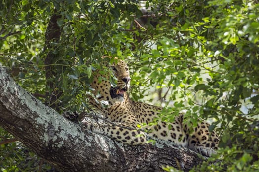 Leopard lying down in a tree in Kruger National park, South Africa ; Specie Panthera pardus family of Felidae